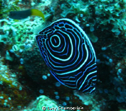 Juvenile Emperor Angel Fish.  One of the most impressive ... by Lucy Chamberlain 